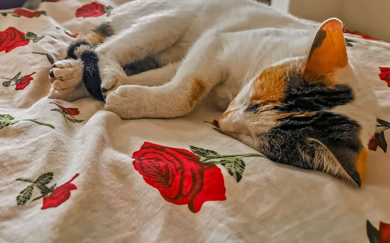 How Pets Impact Sleep - 9 Fact-Driven Benefits