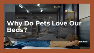 pets love beds