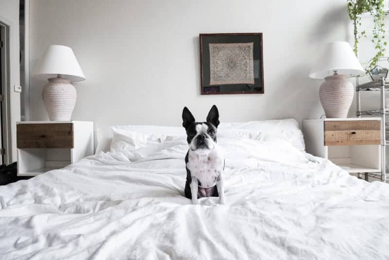 Dog sitting on special mattress for adjustable bed